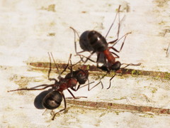 Formica polyctena × rufa