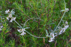 Astephanus triflorus