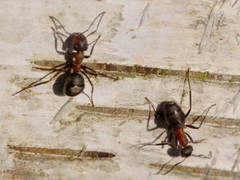 Formica polyctena × rufa