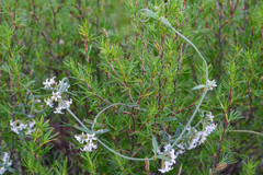 Astephanus triflorus