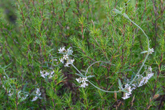 Astephanus triflorus