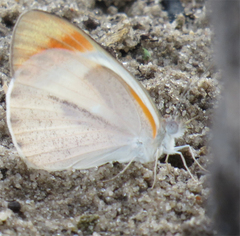 Colotis evenina