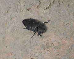 Chrysobothris affinis