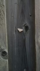 Chytolita morbidalis