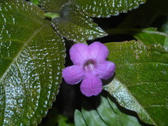 Chrysothemis melittifolia