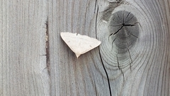 Chytolita morbidalis