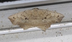 Polyacme subpulchra