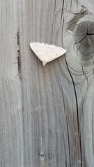 Chytolita morbidalis