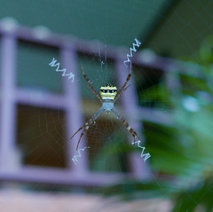 Argiope versicolor