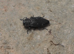 Chrysobothris affinis