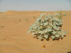 Chrozophora oblongifolia