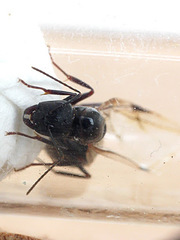 Camponotus aethiops