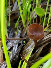 Sclerotinia