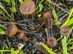 Sclerotinia