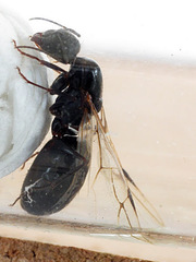 Camponotus aethiops