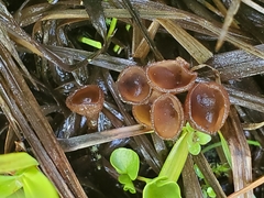 Sclerotinia
