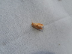 Tortricidia testacea