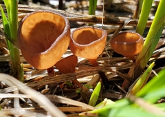 Sclerotinia