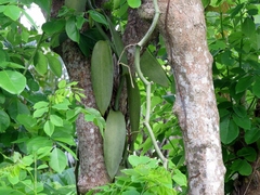Vanilla planifolia