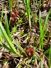 Sclerotinia