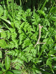 Conioselinum gmelinii