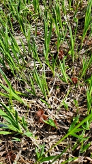 Sclerotinia