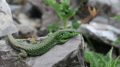 Iberolacerta monticola