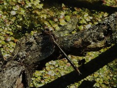 Phanogomphus lividus