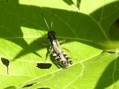 Melanoplus viridipes