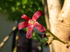 Averrhoa bilimbi