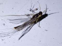 Pentagenia vittigera