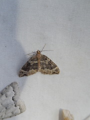 Ecliptopera silaceata