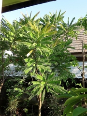 Averrhoa bilimbi