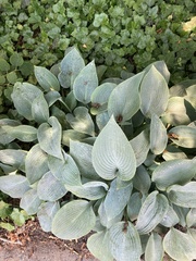 Hosta