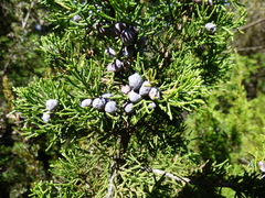 Juniperus saltillensis