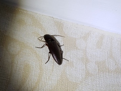 Diplostethus carolinensis