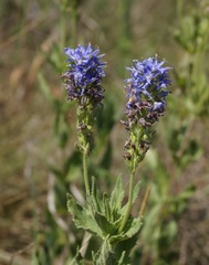 Veronica steppacea