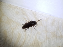 Diplostethus carolinensis