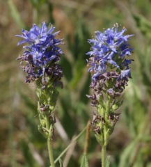 Veronica steppacea