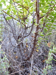 Veronica rakaiensis