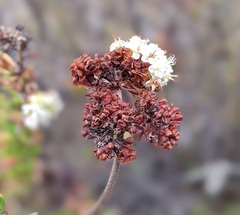 Eriogonum fasciculatum fasciculatum