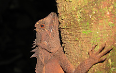 Acanthosaura lepidogaster