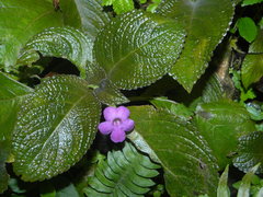 Chrysothemis melittifolia