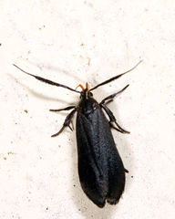 Dichomeris nonstrigella