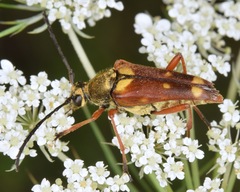Typocerus acuticauda