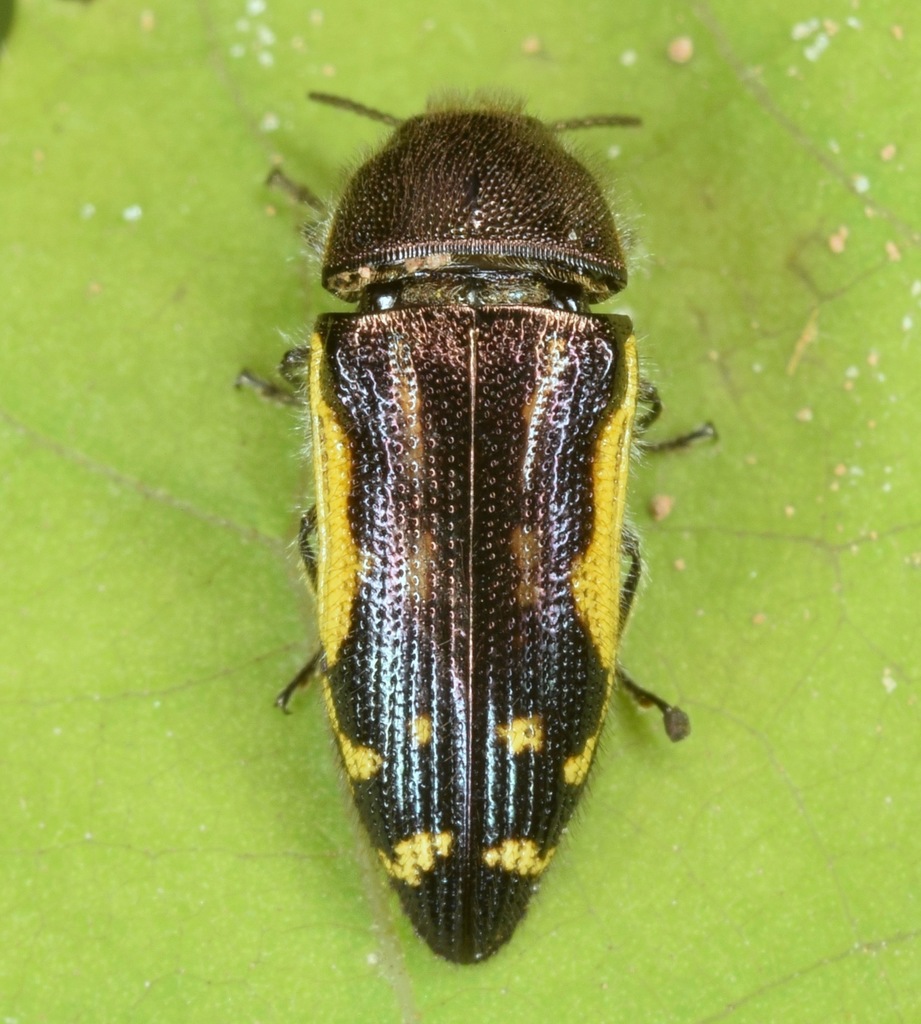 Flat-headed Baldcypress Sapwood Beetle