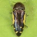 Flat-headed Baldcypress Sapwood Beetle - Photo (c) skitterbug, some rights reserved (CC BY), uploaded by skitterbug