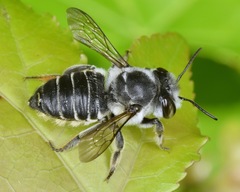 Megachile petulans