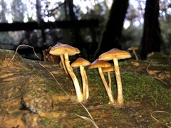 Galerina patagonica