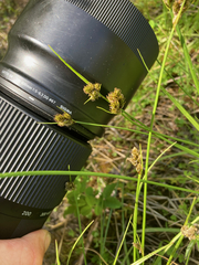 Carex athrostachya